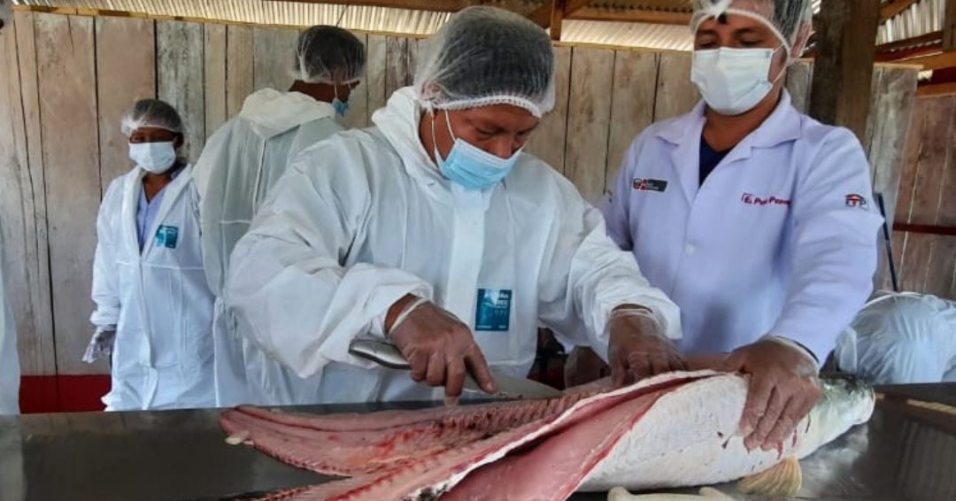 Lote de paiche con código de origen verificable